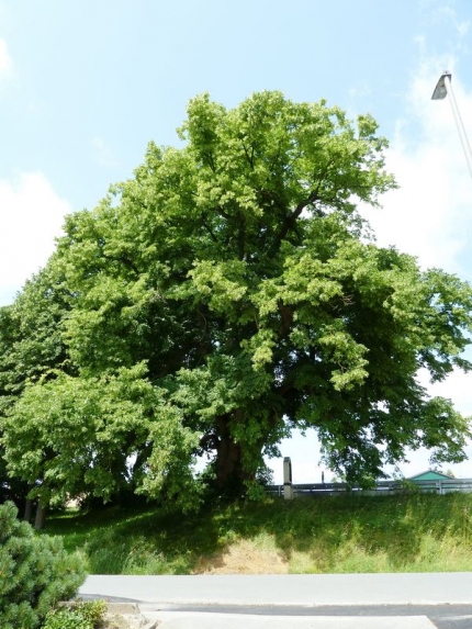 Bild 1 von Linde westlich Schwaney